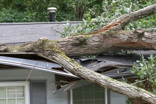 tree fallen onto house